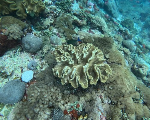 WhatsApp Image 2025-12-26 at 09.38.59 (1)