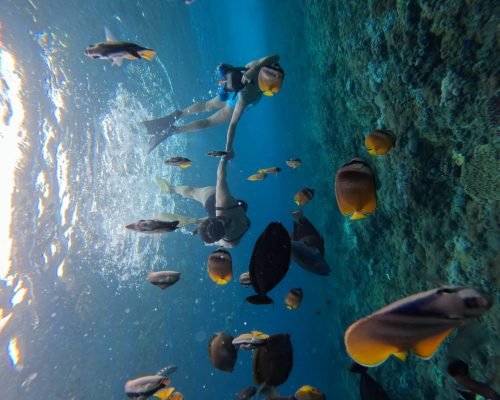 snorkeling-tour-with-manta-rays-join-with-a-group (4)