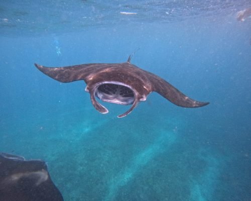 snorkeling-tour-with-manta-rays-join-with-a-group (7)