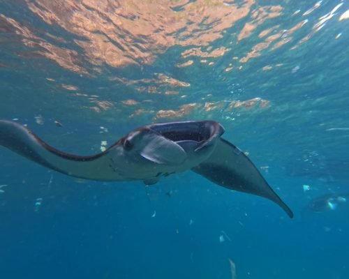 snorkeling-tour-with-manta-rays-join-with-a-group (8)